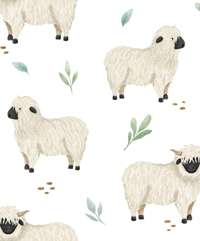 Roztomilé ovce na bílém pozadí